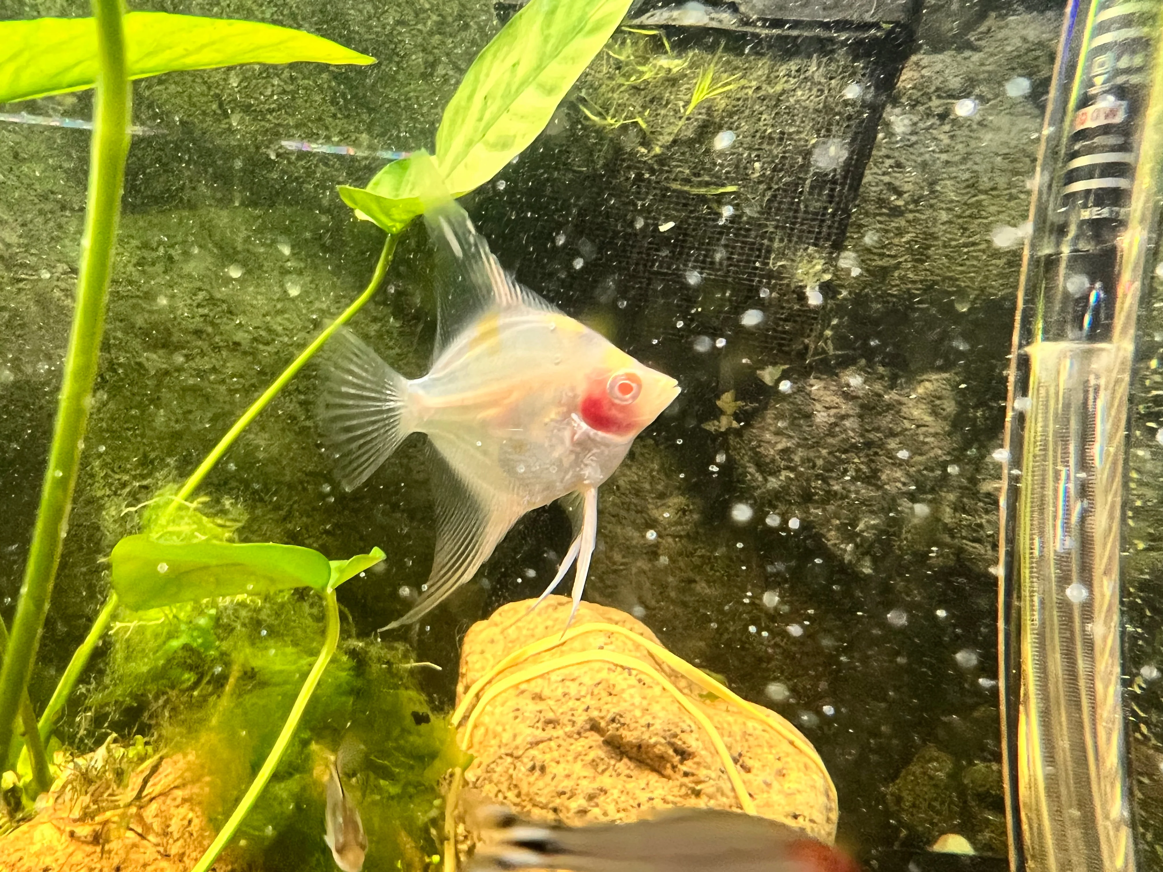 Freshwater fishold
